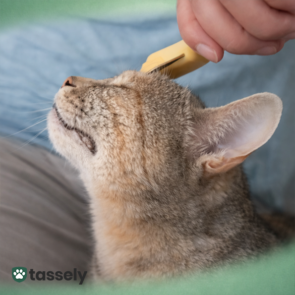 Hur ofta ska jag använda den?