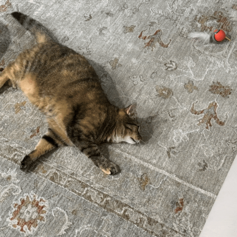 När jakten avslutas kommer