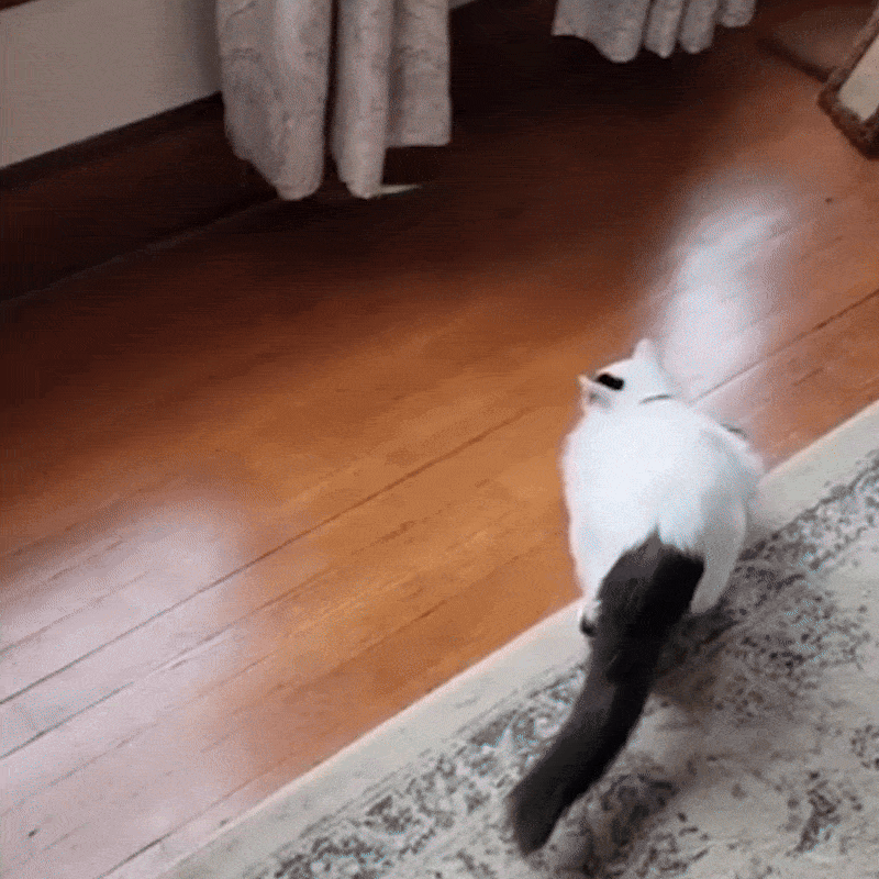 Väck kattens naturliga